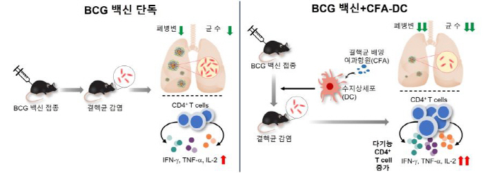 Development of a new tuberculosis vaccine and treatment platform...More than 90% inhibition of tubercle bacillus growth
