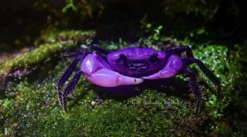 Environmental Pollution in the Appearance of Purple Crab? ...Healthy Ecosystem Evidence