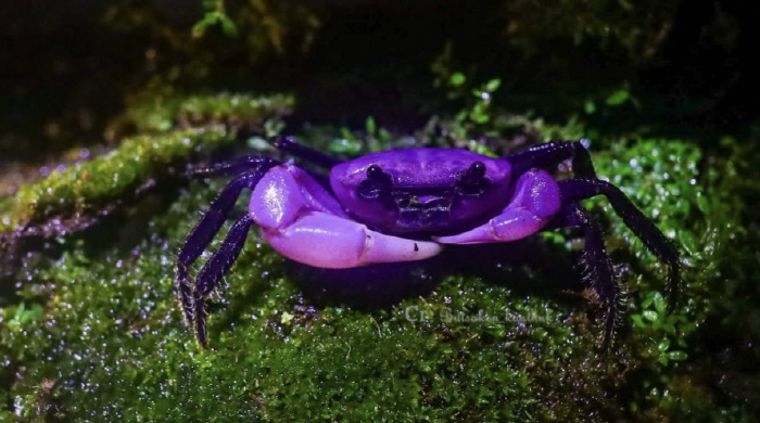 Environmental Pollution in the Appearance of Purple Crab? ...Healthy Ecosystem Evidence