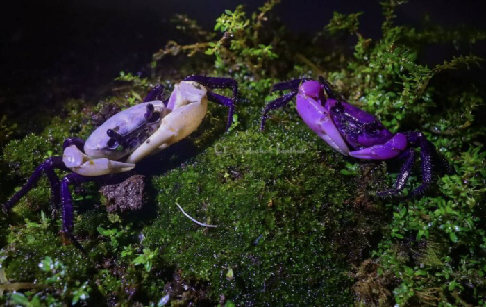 Environmental Pollution in the Appearance of Purple Crab? ...Healthy Ecosystem Evidence