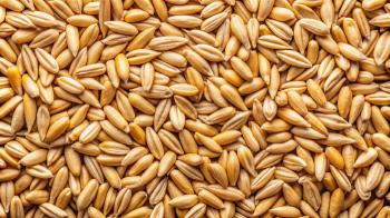 What are five whole grains that help improve insulin resistance?