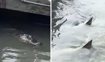 Crocodiles and sharks are free in one place...If you're missing someone