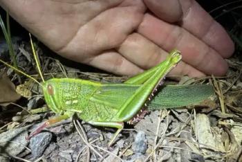 A grasshopper the size of an adult's palm surprised me...It's a delicacy if you fry it