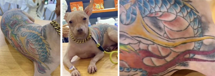 The whole body is tattooed...The owner doesn't feel pain. I don't want to brag about it