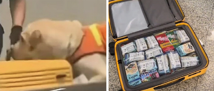 Sniffing on a woman's bag, drug sniffering...This thing from Korea spilled out