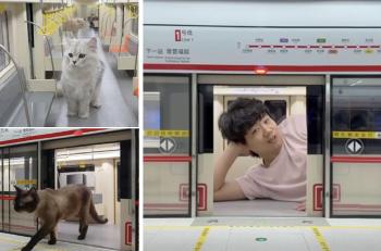 The next station is Cattown Station...The real cat subway exceeded 100 million views