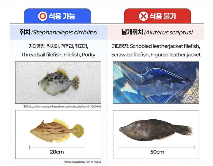 Puffer fish is a must for professional cooking...20 times more toxic than pufferfish, you have to refrain from contacting the wing mouse