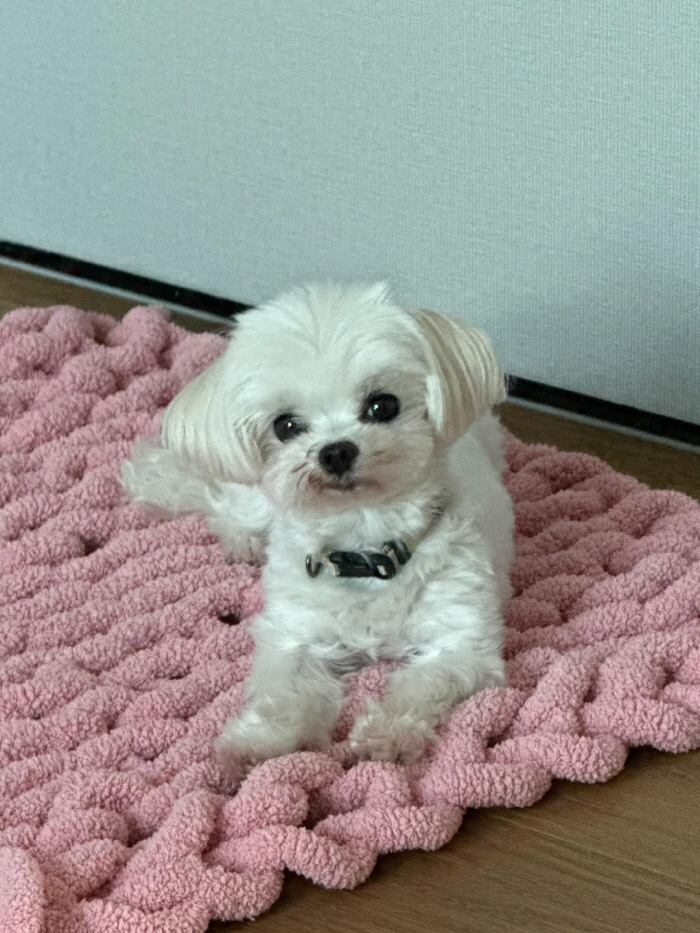 Nam Bora Breaks Down Over Dog’s Spinal Condition