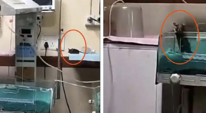 2 Newborns in Hospitalized, Died By Rat?...It's not a hospital sign