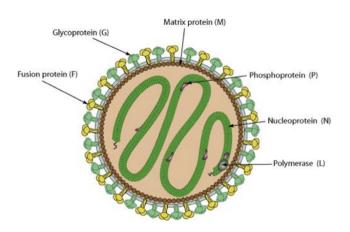 70% fatality rate Nipavirus infection, first-class legal infections, and quarantine infections were newly designated