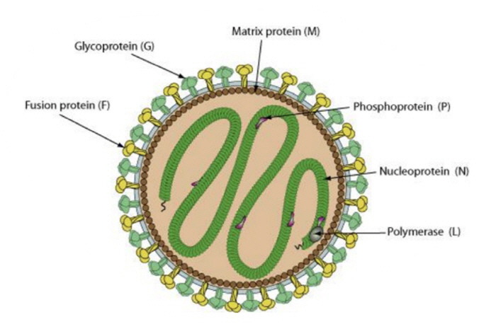 70% fatality rate Nipavirus infection, first-class legal infections, and quarantine infections were newly designated