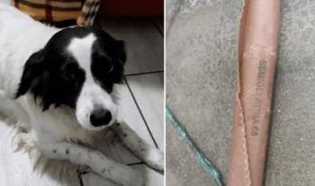A dog that bites and ties with an explosive mouth has saved his family, but he can't bark forever