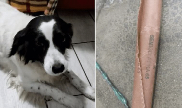 A dog that bites and ties with an explosive mouth has saved his family, but he can't bark forever