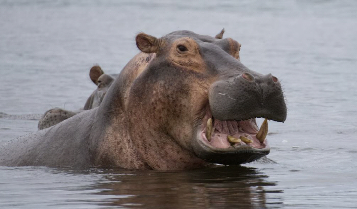 Hippos missing 11 people, including boat capsizes, children...To protect the baby?