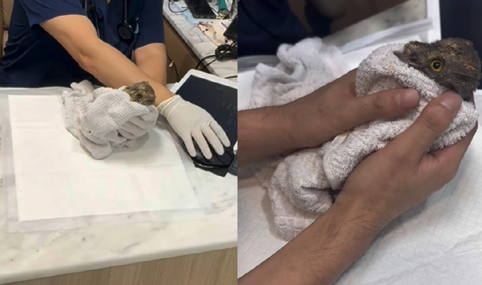 Hong Jin-young saved his life in the middle of the night...Natural Monument Emergency Rescue 