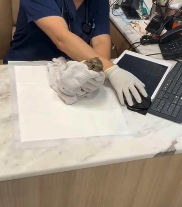 Hong Jin-young's surprise update saved natural monuments in the middle of the night..Owl Rescue → Direct warm-up to the human race