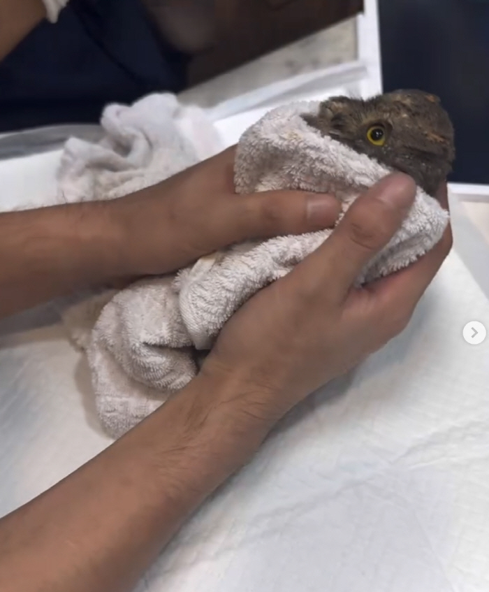 Hong Jin-young's surprise update saved natural monuments in the middle of the night..Owl Rescue → Direct warm-up to the human race