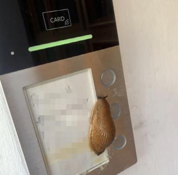 The culprit who rang the doorbell at dawn, turned out to be the slowest intruder in the world