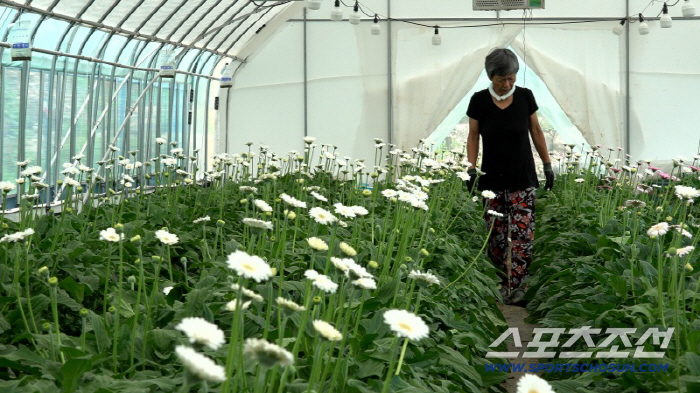 The flower garden of Teresa..After losing his 26-year-old son, he is separated from his 80th mother (Human Theater)