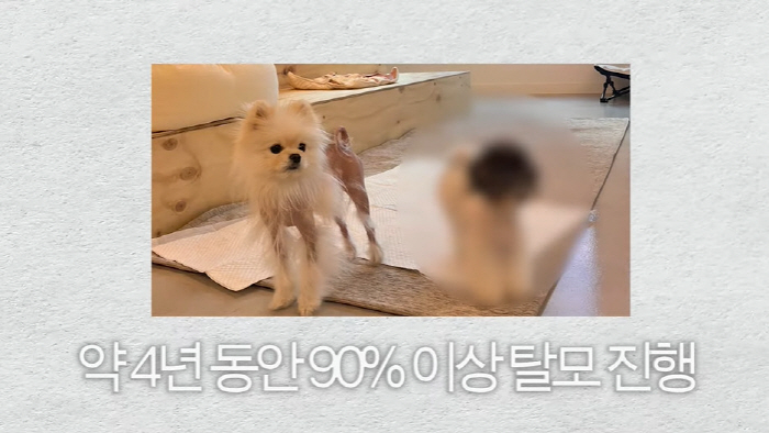 Ko So-young confesses to the condition of her 5-year-old dog that she gave up, and hair loss is more than 90% for 4 years (the very same Ko So-young)