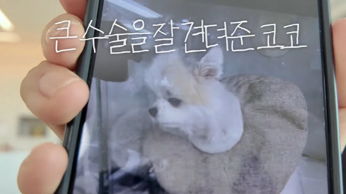 Ko So-young confesses to the condition of her 5-year-old dog that she gave up, and hair loss is more than 90% for 4 years (the very same Ko So-young)