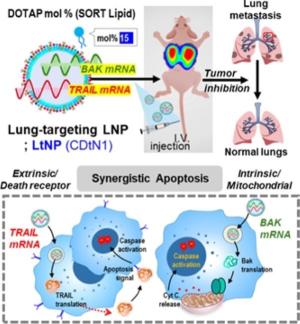 Catching cancer cells with mRNA...The technology used in vaccines extends to chemotherapy
