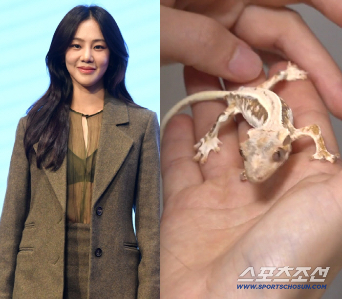 Han Ji-eun explains the alleged abuse of her pet lizard and takes care without any health problems. 