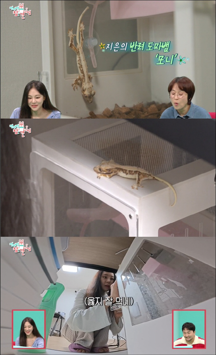 Han Ji-eun, a lizard with only controversial bones of animal abuse, is on the verge of death