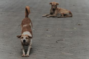 It is a place where many Korean tourists visit…100% lethality rabies alert