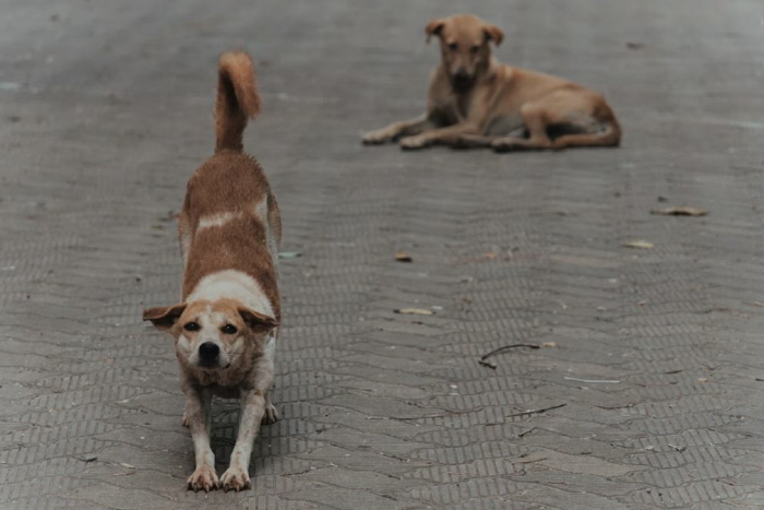It is a place where many Korean tourists visit…100% lethality rabies alert