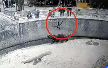 3 year old daughter, mother who threw bear in cage...Three years later, I was shocked to kill my daughter with a weapon