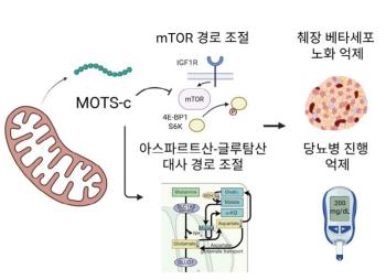 Directly targeting cell aging, slowing diabetes progression