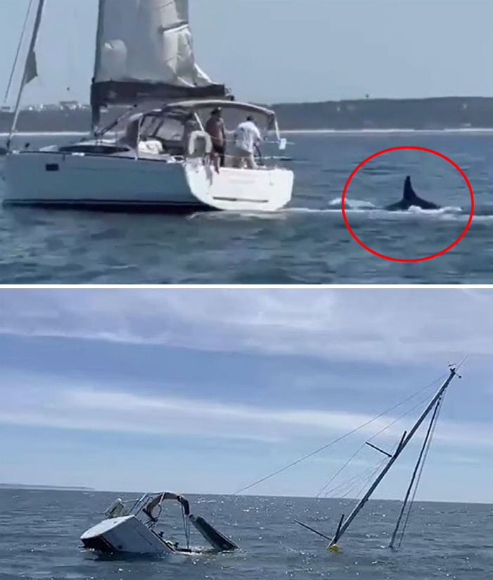 Two yachts sank after a series of attacks on killer whales...As a joke?