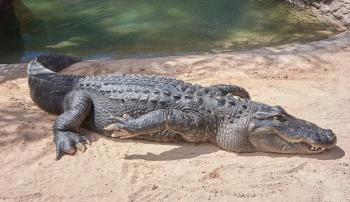 12-Year-Old Disabled Son Sacrifices Crocodile...Heartless mothers can also administer drugs to newborn children