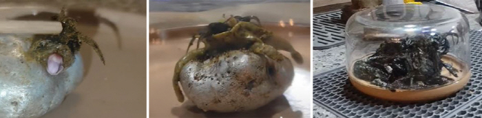 An alien creature came out of a meteorite? ...What's the expert's response to the SNS video?