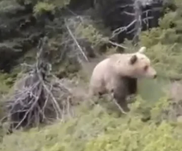 Bear pushes hikers down the cliff...Filming a harrowing video of a falling camera