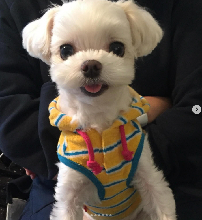 Jang Su-won ♥ Ji-eun, two weeks after her daughter's first birthday..Farewell marriage to a dog who has been with her for 15 years → Tofu for giving birth.'