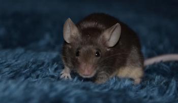 I've been bitten by a rat at the airport…Come into your pants. Bite your knees
