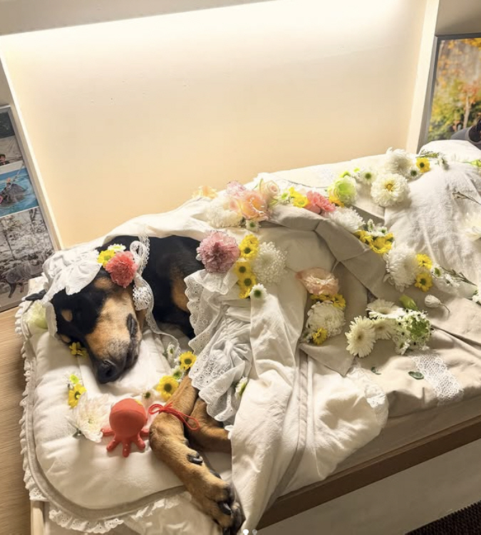 Bae Jung-nam, heartbreaking sad news...Belle, daughter who became a star in the sky, collapsed from heart attack