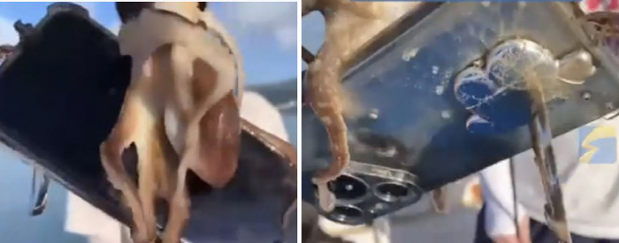 Fishing catches octopus and smartphone at once…Killing two birds with one stone