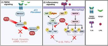Lung fibrosis without proper treatment suggests gene therapy potential