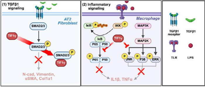 Lung fibrosis without proper treatment suggests gene therapy potential