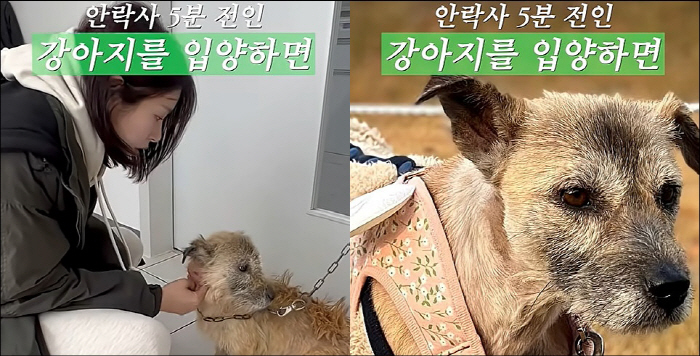 Seo Dong-ju, 5 minutes before euthanasia, I was afraid that he would bite me on the day of adoption of abandoned dogs