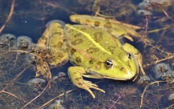 A woman in her 80s who swallowed 8 live frogs had back pain