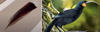 40 million won for a new feather?more than 20 times the price of gold of the same weight