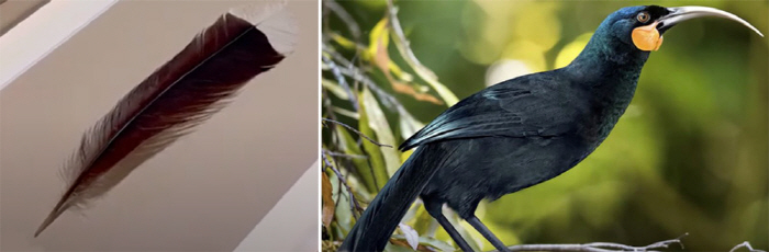 40 million won for a new feather?more than 20 times the price of gold of the same weight