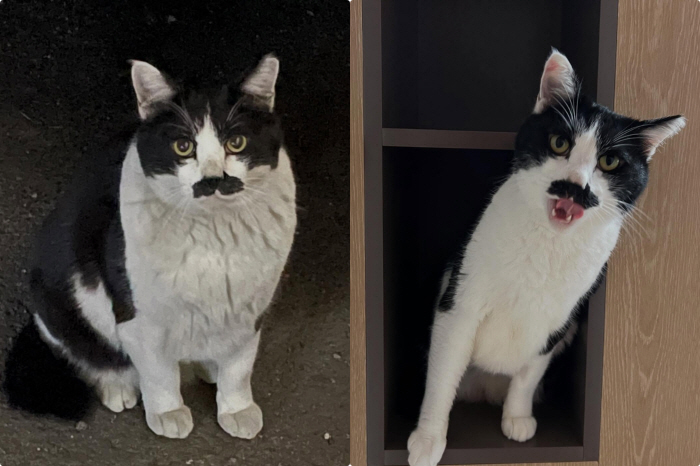 Single mom Cho Yoon-hee, adopted a pet cat for her daughter playing alone, and Roa's younger brother Sio
