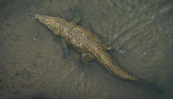 A woman doing laundry by the river, taken away by an alligator...Only part of the body remains