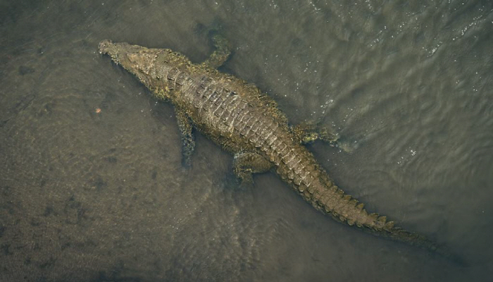 A woman doing laundry by the river, taken away by an alligator...Only part of the body remains