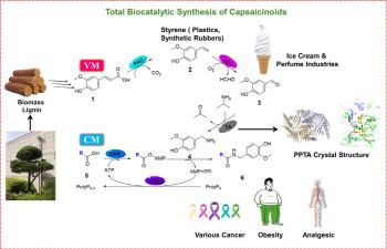 Development of natural capsaicinoid synthetic biological process technology with only enzymes...It opens the way for high-efficiency production of anti-inflammatory, anti-obesity, and pain-effect substances
